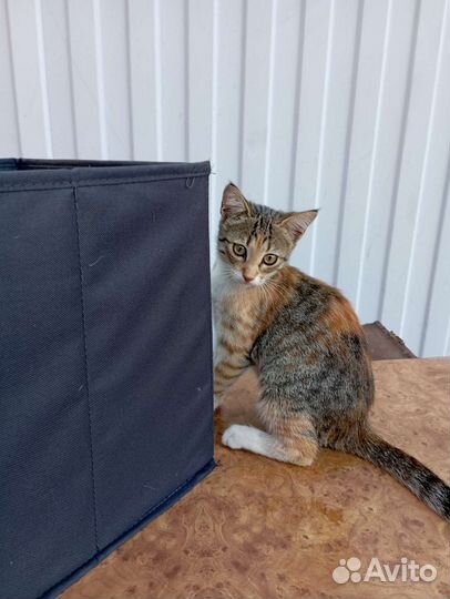 Кошечка в добрые руки