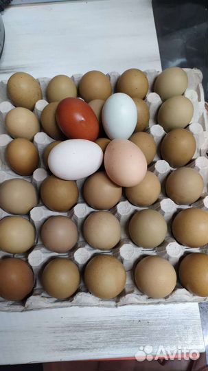 Петухи, селезни, уточки мускусные(индоутки)