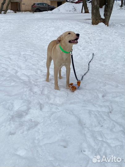 Золотой мальчик хочет в добрые и любящие руки