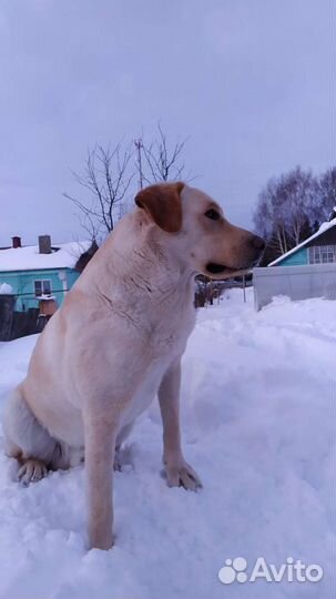 Кобель лабрадора вязка