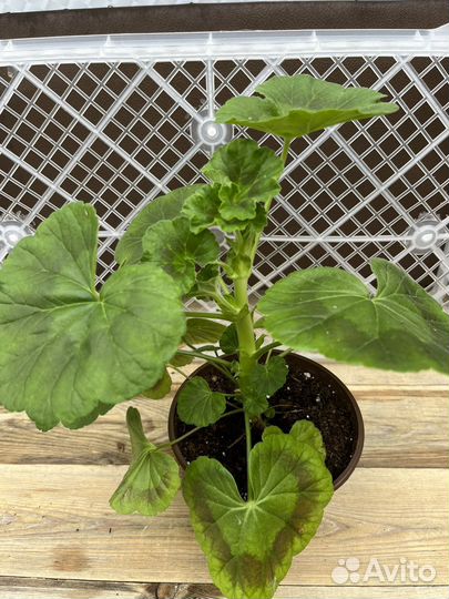 Пеларгония герань