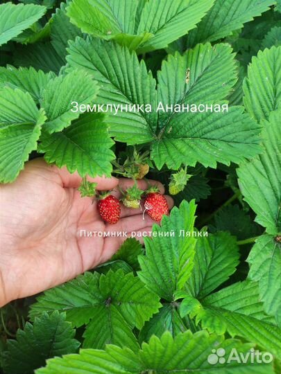 Земклуника Ананасная