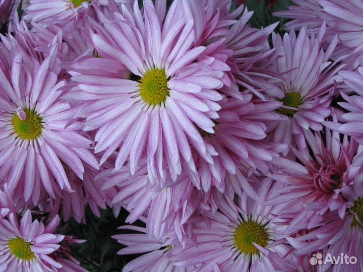 Продажа растений