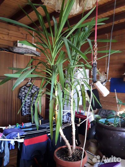 Пальма Юкка