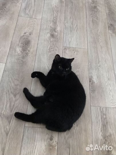 Кошка бобтейл