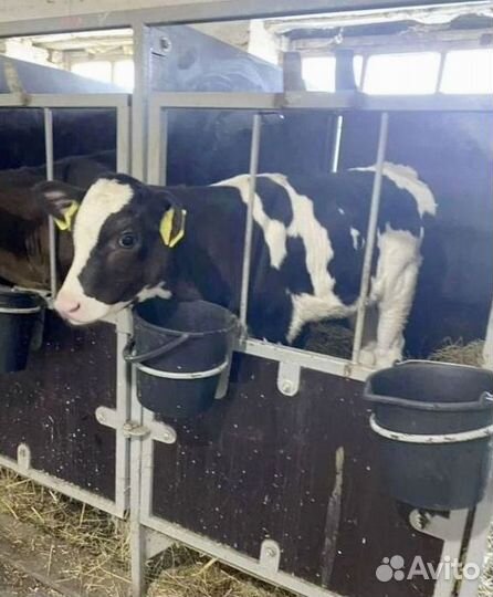 Бычки, телята на корм