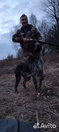 Дратхаар вязка