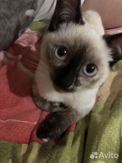 Отдам тайского котенка