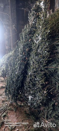 Новогодняя ёлка пихта