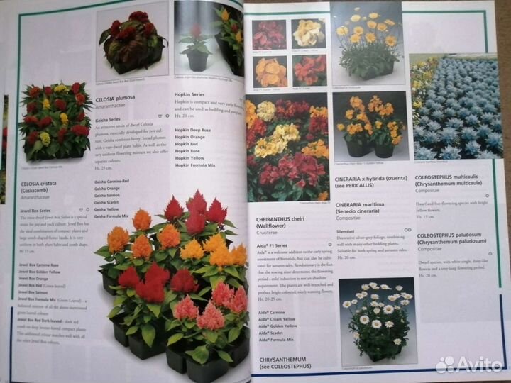 Каталог одно летних цветов