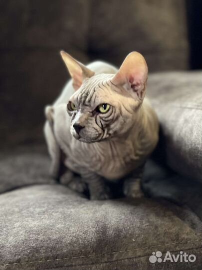 Донской сфинкс. Вязка