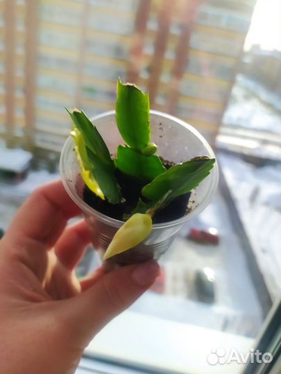 Декабрист с бутонами