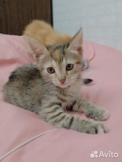 Милые котята ищут дом