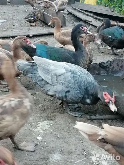 Мускусные утки