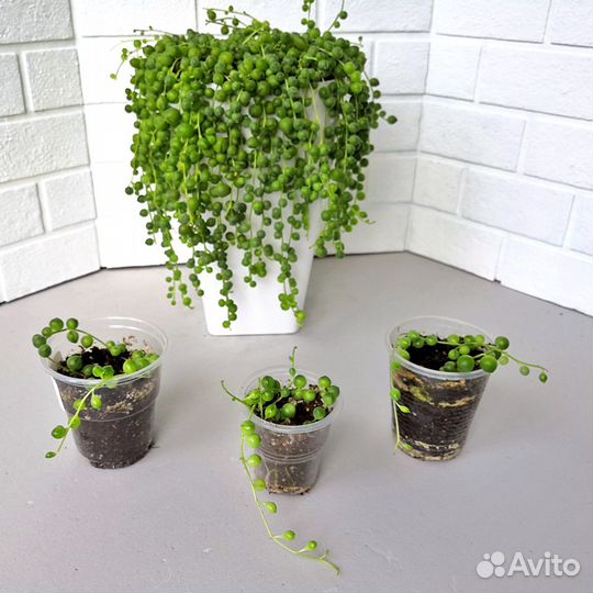 Крестовник роули