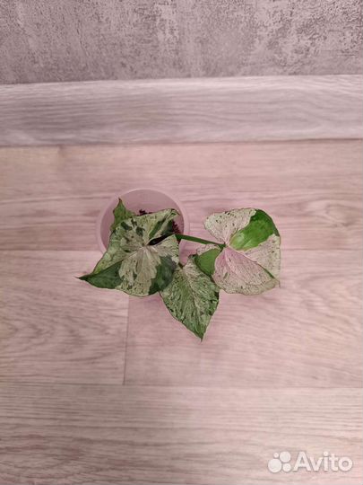 Сингониумы сортовые