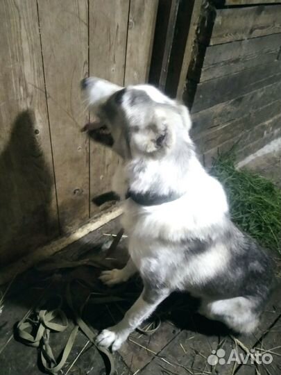 Отдам бесплатно собаку