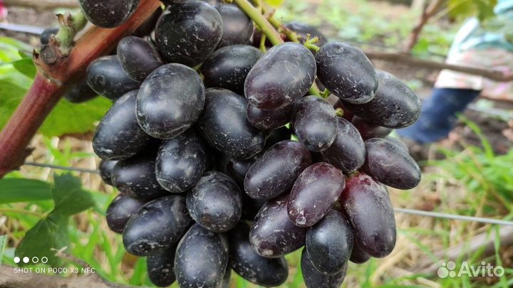 Саженцы столового винограда от производителя