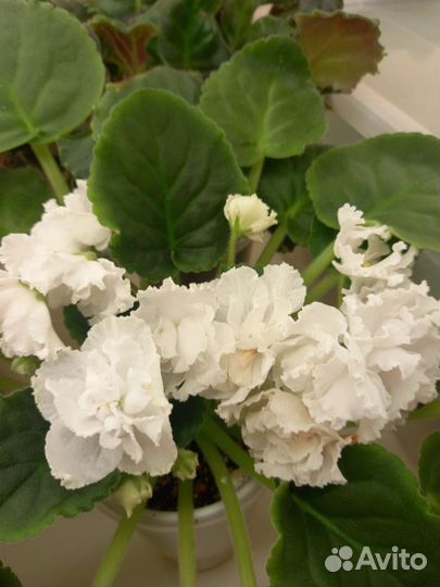 Фиалки сортовые цветущие