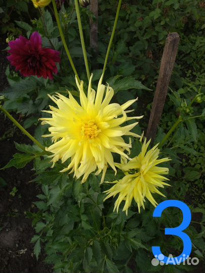 Георгины клубни