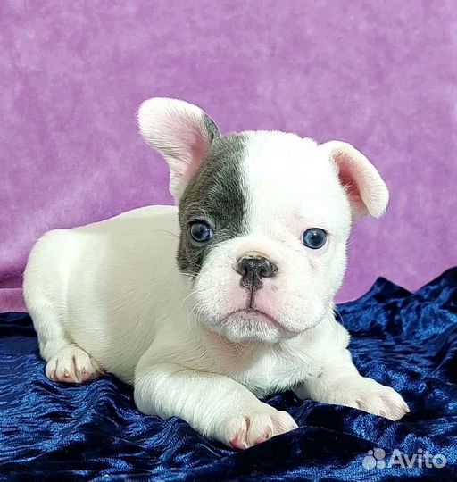 Французский бульдог щенки голубой