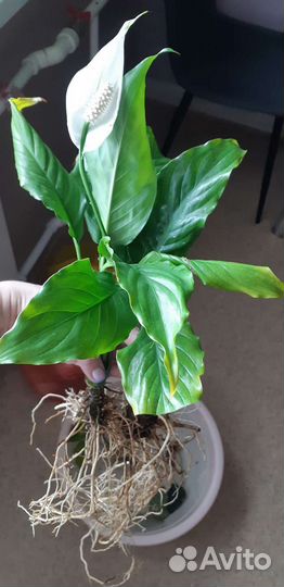 Спацифилум