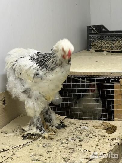 Петух брама