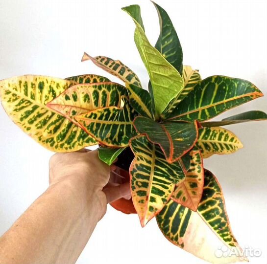 Кротон Аукуба Комнатные растения Цветы