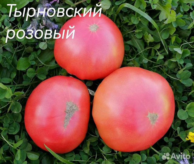 Семена сортовых томатов. не гмо не гибриды