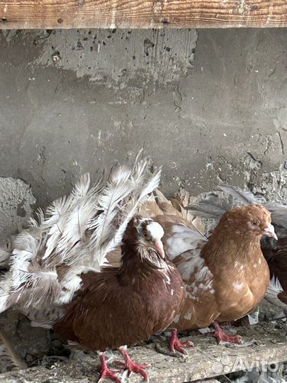 Голуби: павлины, якобинцы, узбеки