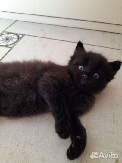 Вислоухие котята в добрые руки