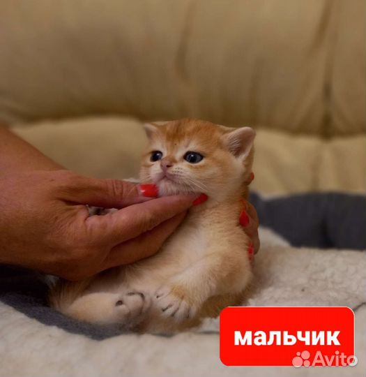 Британские золотые шиншиллы