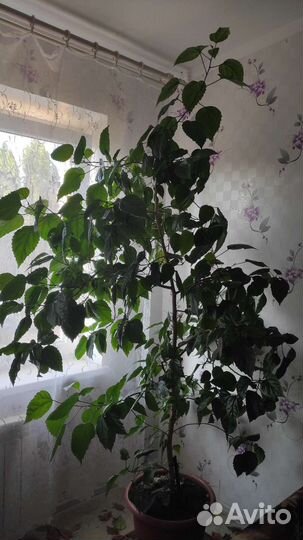 Гибискус китайская роза