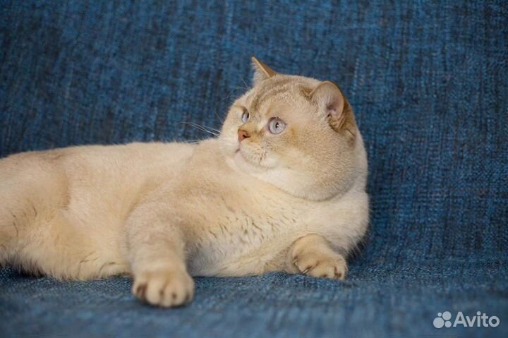 Клубный британец котик