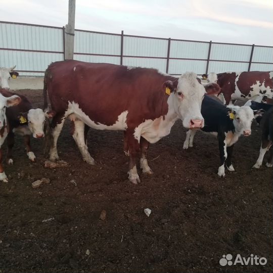 Продам тёлок, коров, баранов
