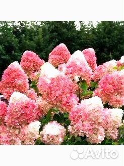 Гортензия Rose; Пеларгония