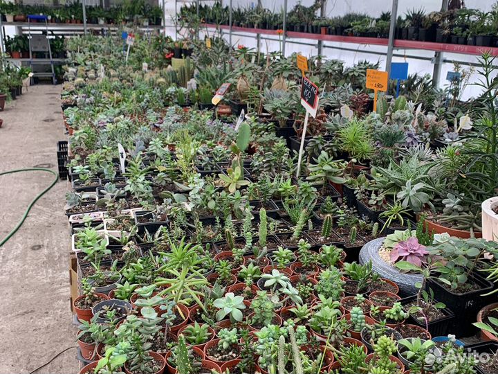 Суккуленты, Эхеверия много сортов из питомника