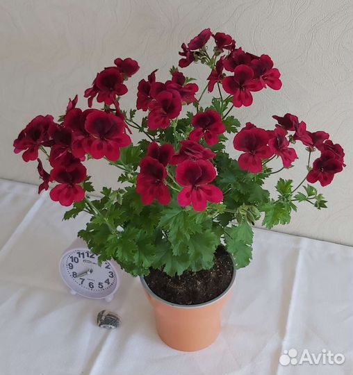 Герань пеларгония