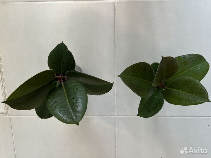 Фикус каучуконосный