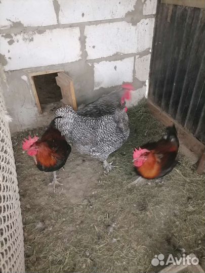 Продаётся петушок. Мех. Кукушка