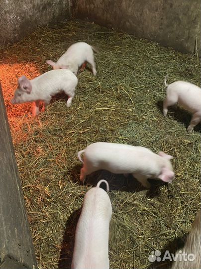Продам поросят. Возраст 1.5месяца