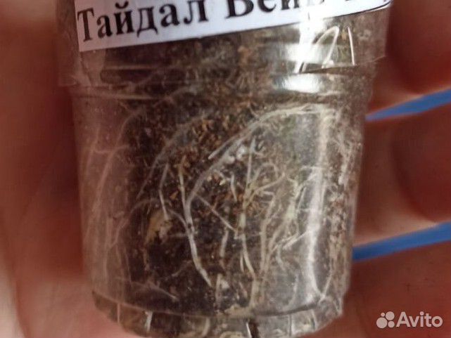 Петунья Тайдал вейв