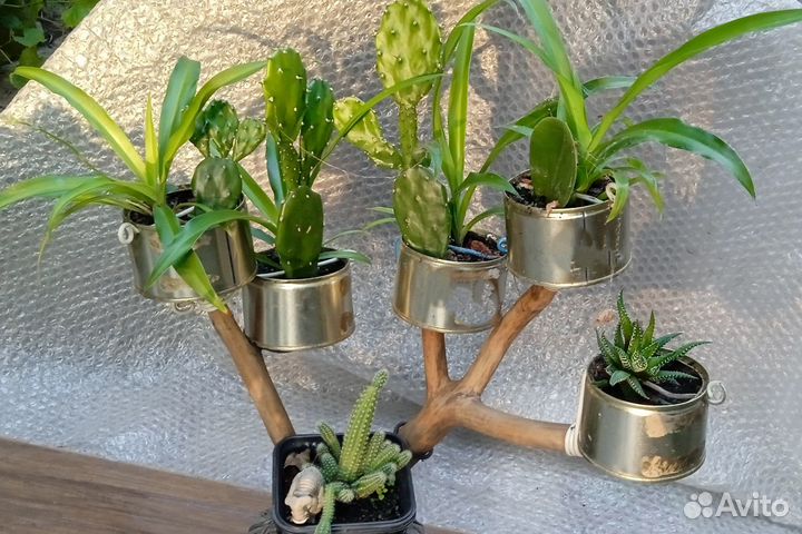 Кактусы и суккуленты