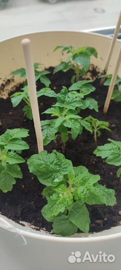 Рассада помидор балконный