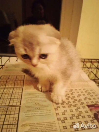 Шотландские вислоухие котята и британские