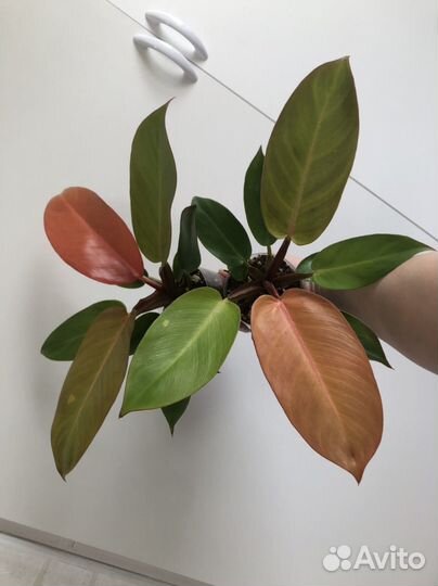 Филодендроны