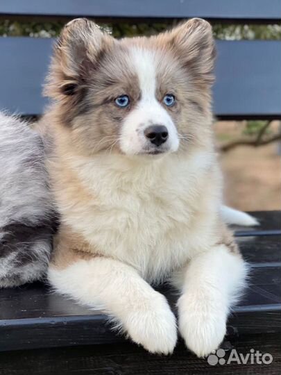 Щенки помски 