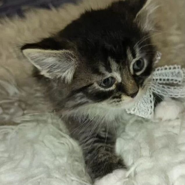 Тайский котёнок
