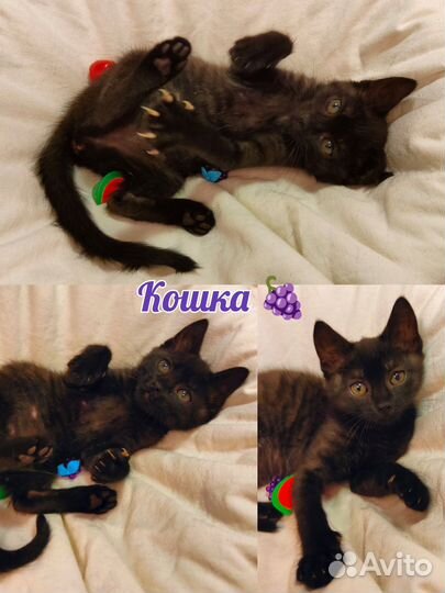 Котята белые и черные, 2 месяца