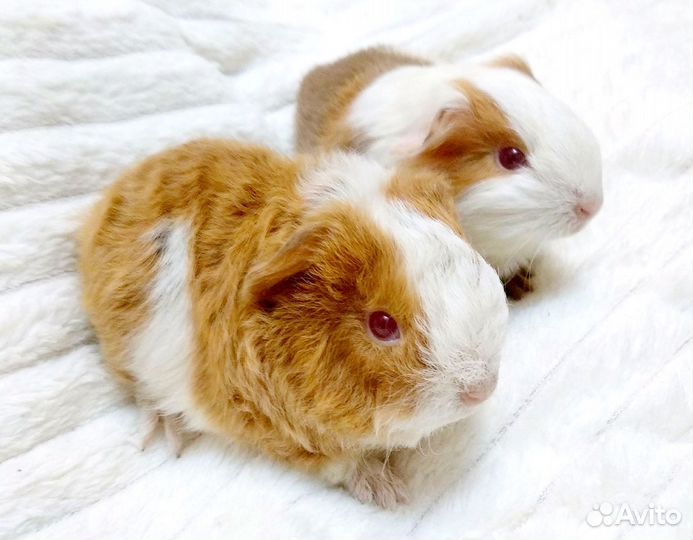 Морские свинки. Самцы шелти и тексель. Бронь